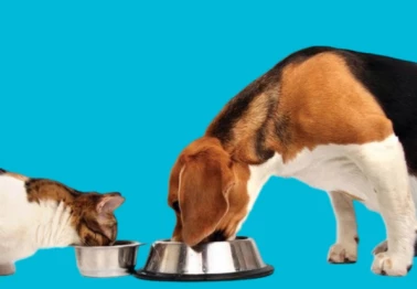 Скидка -30% на корма All Cats! All dogs! All puppies!