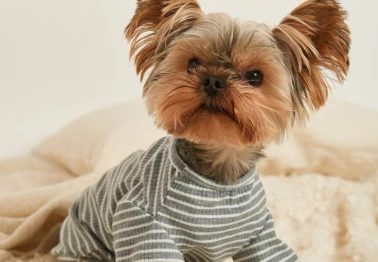 Cкидка 10% на одежду для собак.