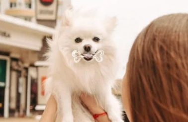 ТК "Центр Города" дарит запас корма для питомца!