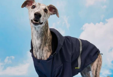 Дождевик для собак со скидкой в Зоозавре!