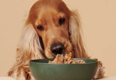 Скидка 20% на корма для собак Animal Club!