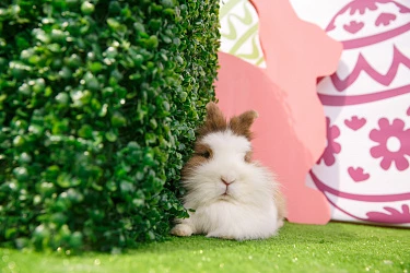 28.04 - Фотоотчет с пасхальной фотозоны и мастер-класса